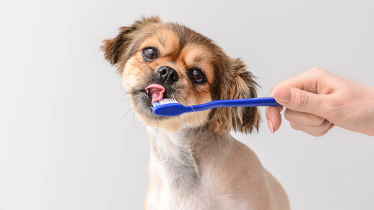 Het Begrip van het Belang van Mondgezondheid voor Honden en Katten: Een Complete Gids