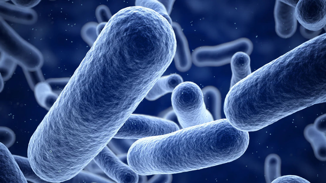 Het Begrip van de Wereld van "Biotica"